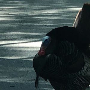 Meet your Posher, Steven